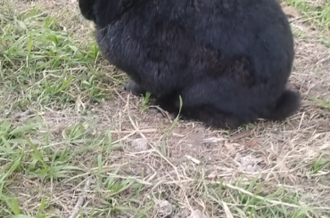 Sombra siendo Sombra😍 toda una coqueta mi reina 👑