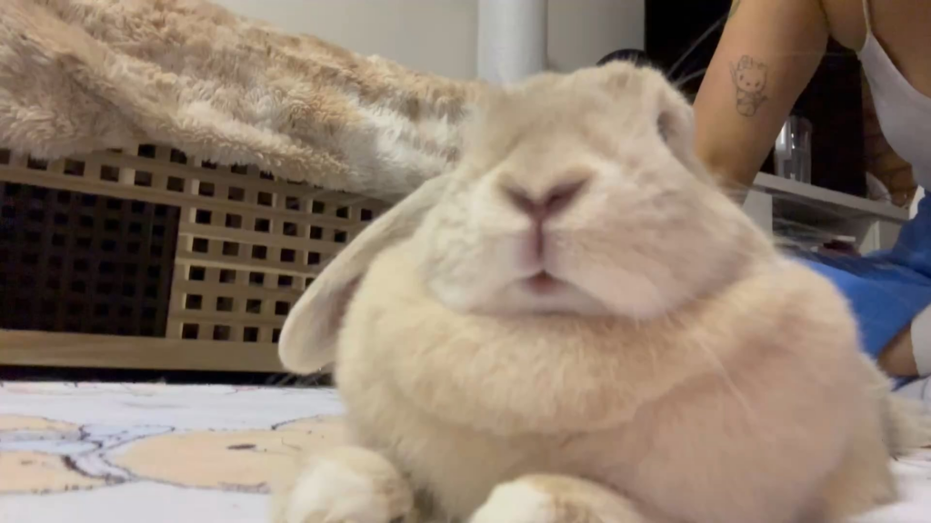 Rabbit owners!! Is my bunny struggling to breathe?! I’m awaiting a phone call back from the vets but I’m worried. She’s acting herself and eating and drinking but when she’s splooted she’s breathing rapidly or it feels like her heart rate. What is your advice? Has anyone had this problem?