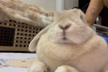 Rabbit owners!! Is my bunny struggling to breathe?! I’m awaiting a phone call back from the vets but I’m worried. She’s acting herself and eating and drinking but when she’s splooted she’s breathing rapidly or it feels like her heart rate. What is your advice? Has anyone had this problem?