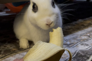 Bunny question!