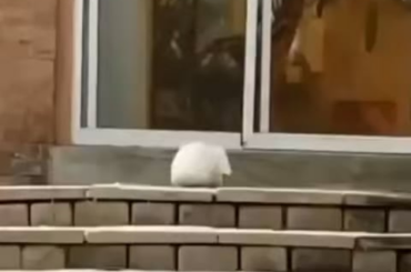 For your viewing pleasure