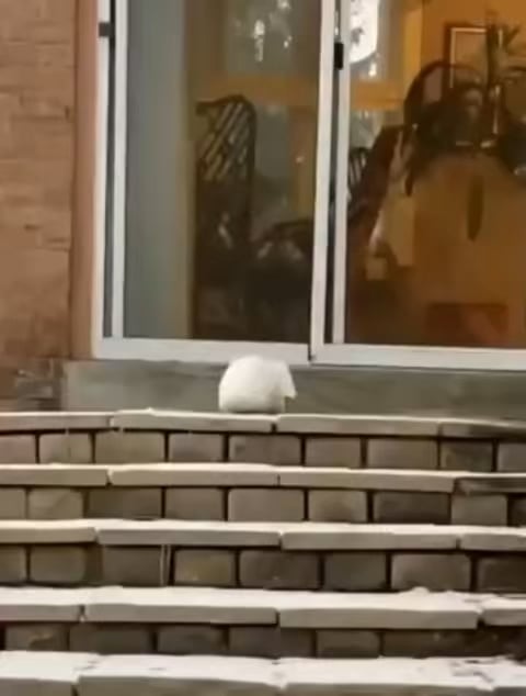 For your viewing pleasure