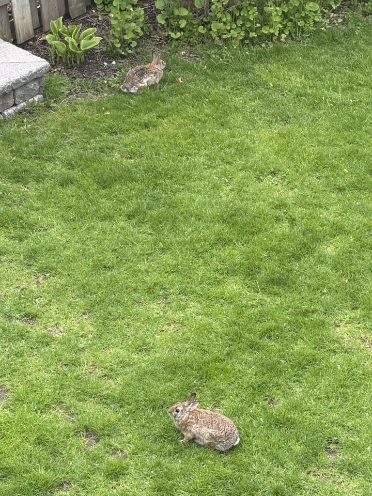 My mom loves her backyard buns!