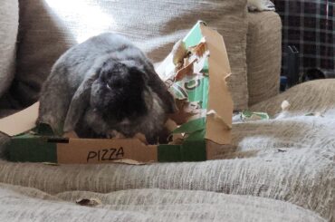 He has an emotional support calzone box