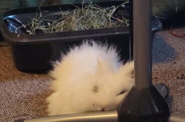 My bunnies favorite pillow