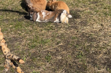 A fluffle puddle of buns