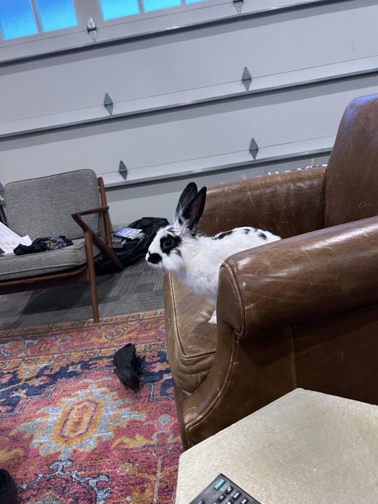 best enclosure for high energy bunny?