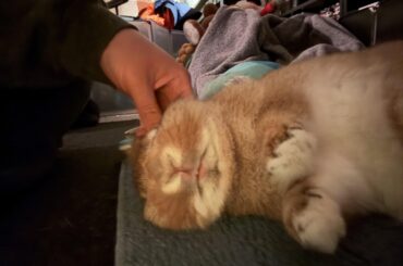 Oh how I wish I was this cozy