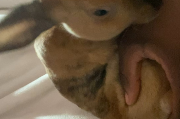 Ruby is giving me goodnight kisses 🥰