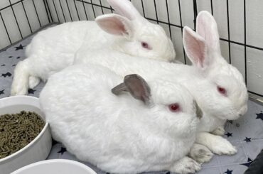 When I gave up bonding and used a Rescue’s bonding service. Best decision ever.