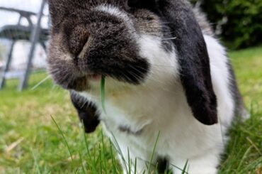 Just Pinco enjoying some 🌱
