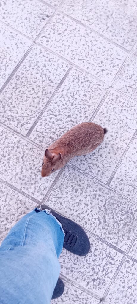Is this a wild bunny or a domestic one?