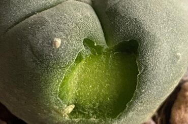 Rabbit ate some Peyote