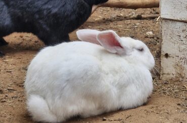 Loafing around: Electric boogalo