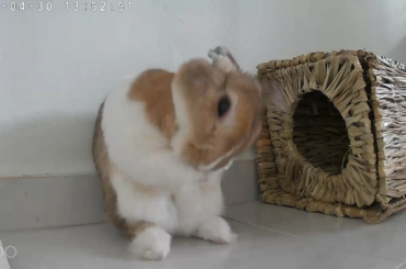 My bunny likes being clean