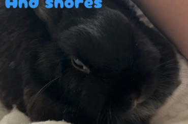 I was finally able to catch Miss Tiggles snoring on video. Please enjoy. And sound up she quiet.