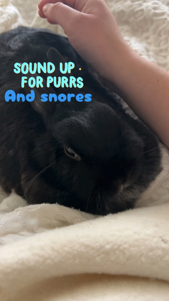 I was finally able to catch Miss Tiggles snoring on video. Please enjoy. And sound up she quiet.
