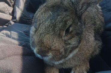 Found a rabbit now i own a rabbit.