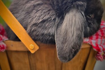 My daughter’s rabbitry journey is finally online 🐰