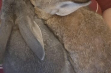 After almost a year since my bunny fizz Past I finally got another bunny