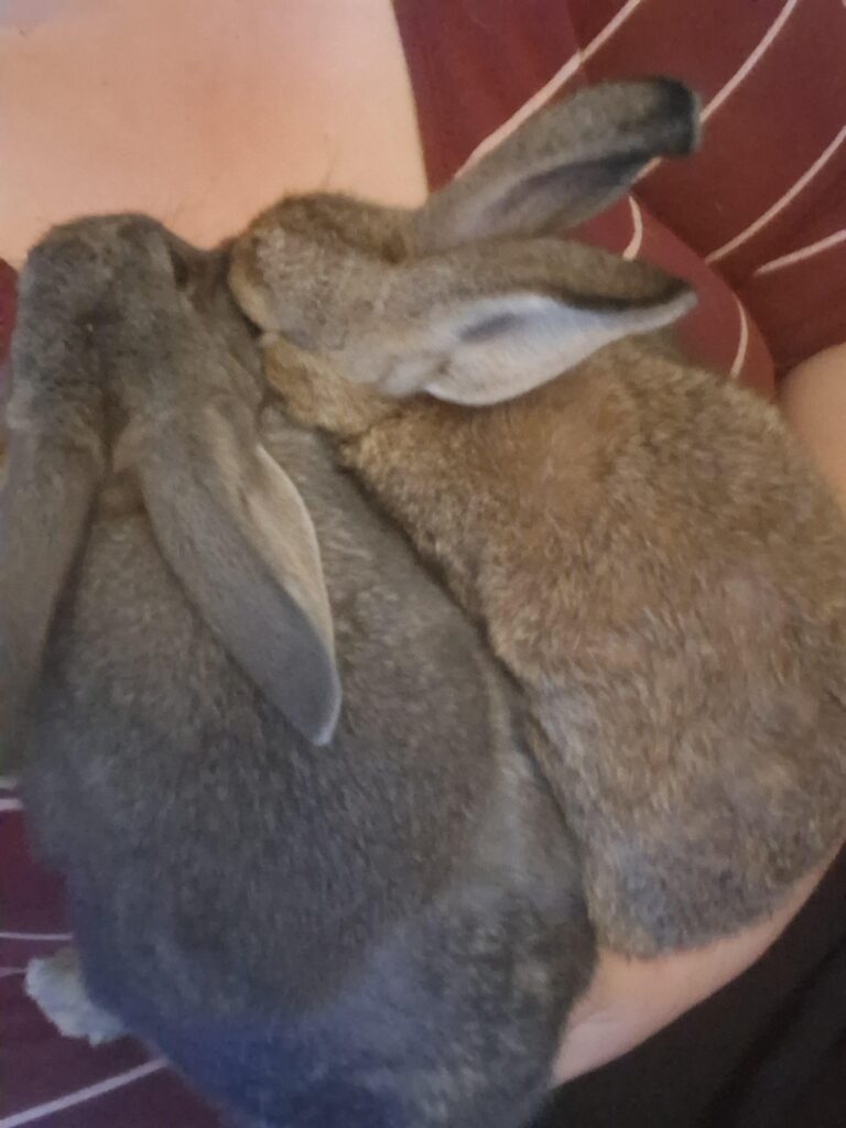 After almost a year since my bunny fizz Past I finally got another bunny