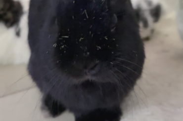 Someone got in the hay box?!