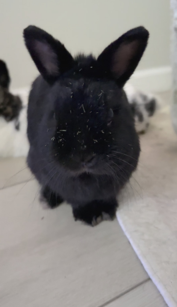 Someone got in the hay box?!