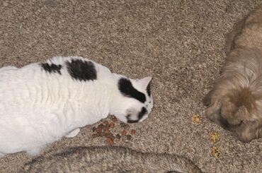 My bunnies eating with the kitty finally, only one cat left to join!