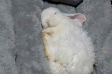 My last Tofu upateTofu had do be put down.