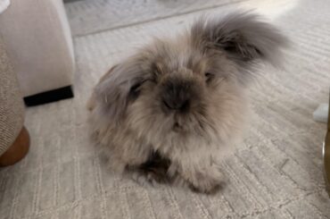 Just a hungry bun hoping for some treats