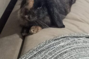 Her place is always on the sofa; I think she likes to feel superior.