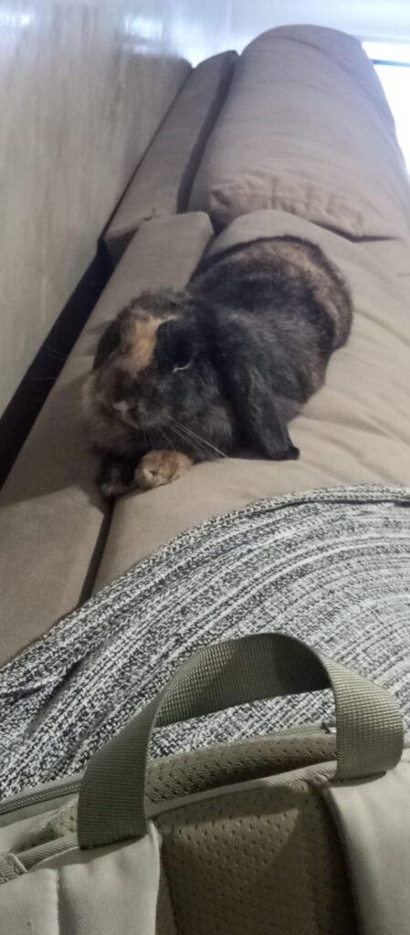Her place is always on the sofa; I think she likes to feel superior.