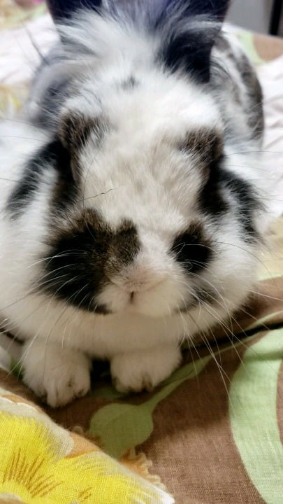 Pablo is very cuddly 🐰❤