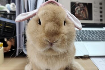 Dwarf rabbit instantly turns into a lop-eared rabbit!