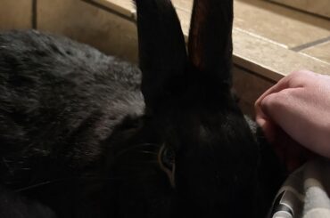Angry bun