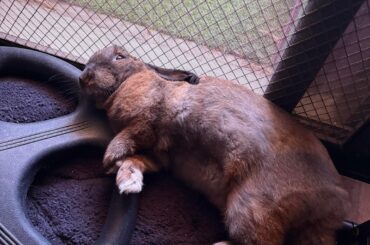 wonky nappy rabbit