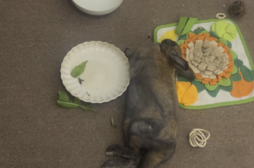 Bunny Dreamland 😍