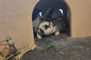 Bunny who doesn't like carrots