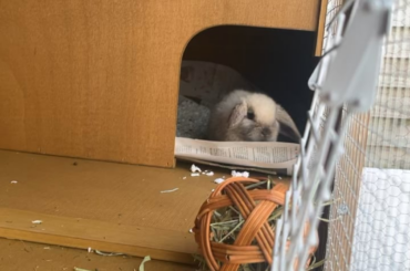 My new rabbit bouncing up and down?