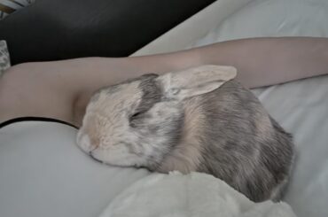 Hopscotch the cuddlebug
