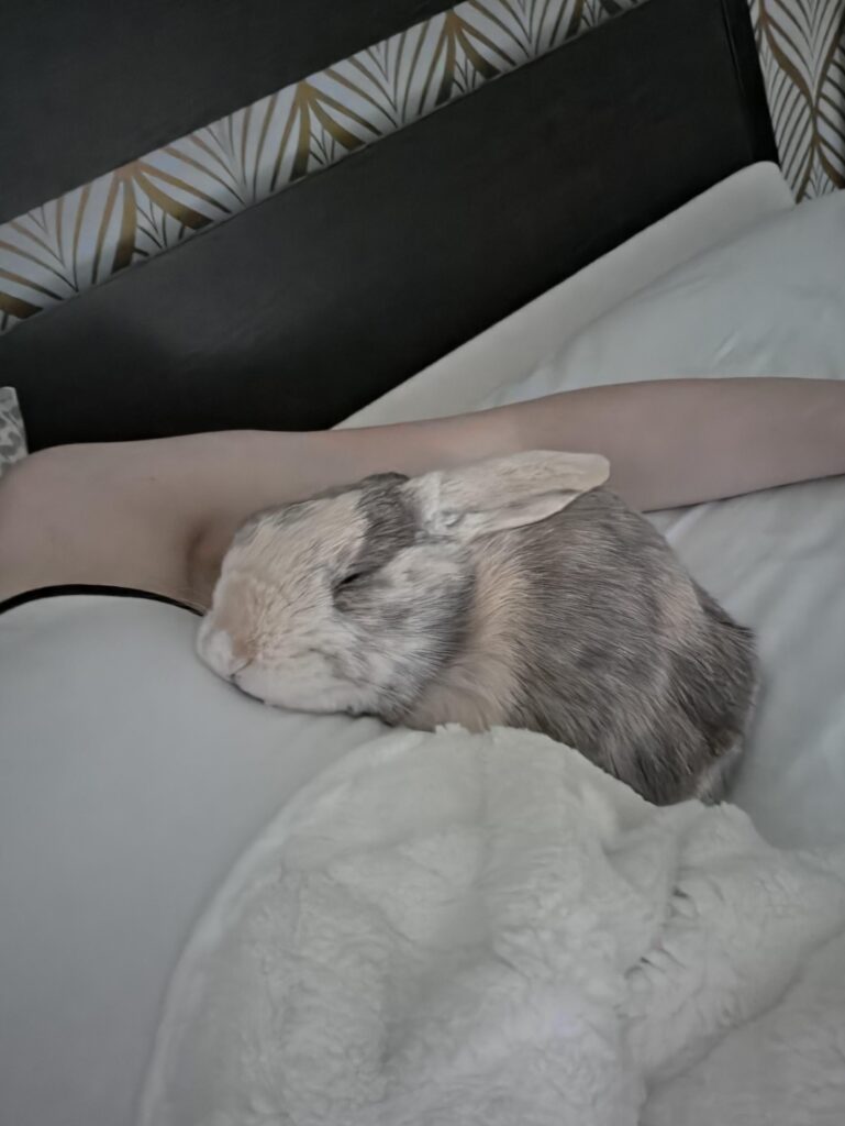Hopscotch the cuddlebug