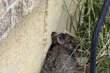 Baby bunny nest