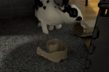 free rabbit toys