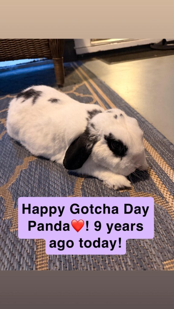 He hopped into my life 9 years ago today 🥹