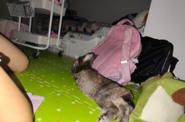 ​It took five days of sleeping on the ground for TuBao to sleep next to me.