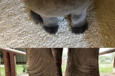 His little paws always remind me of elephant feet after a nail trim