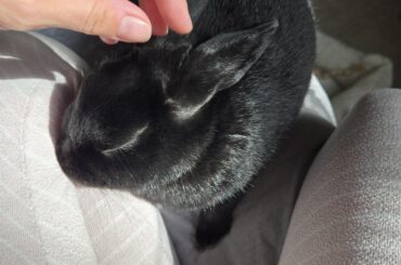 Jet says someone broke in and threw his treat ball into his water dish, made him real sad, now he needs x 2 treats. Not sure what to believe.