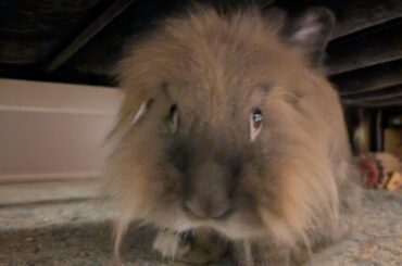 The look you give bunmom after a long brushing session