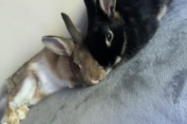 It’s Pinky’s and Bon Bon’s Bday (6 months)