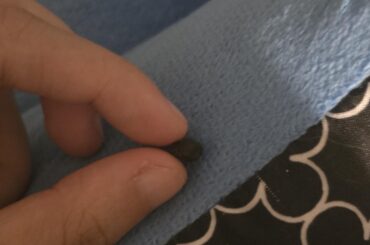 Bun starts making flat round poo